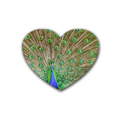 Peacock Color Bird Colorful Heart Coaster (4 Pack)  by Pakrebo