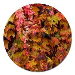 Red And Yellow Ivy Magnet 5  (round) by okhismakingart