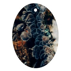 Tree Fungus Branch Vertical Ornament (oval) by okhismakingart