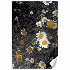 Black And White With Daisies Canvas 20  X 30  by okhismakingart