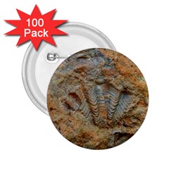 Shell Fossil 2 25  Buttons (100 Pack)  by okhismakingart