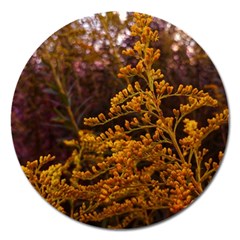 Goldenrod Version Ii Magnet 5  (round) by okhismakingart