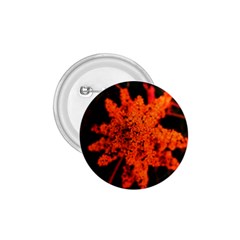 Orange Sumac Bloom 1 75  Buttons by okhismakingart