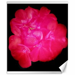 Single Geranium Blossom Canvas 8  X 10 