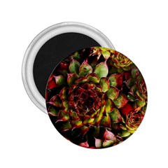 Plant Succulents Succulent 2 25  Magnets by Pakrebo