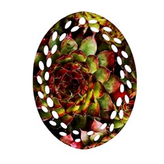 Plant Succulents Succulent Oval Filigree Ornament (two Sides) by Pakrebo