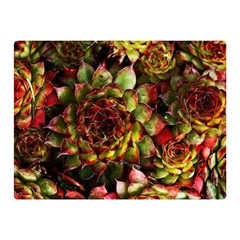 Plant Succulents Succulent Double Sided Flano Blanket (mini)  by Pakrebo