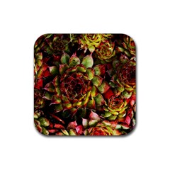 Plant Succulents Succulent Rubber Coaster (square)  by Wegoenart