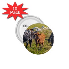 Cows At Countryside, Maldonado Department, Uruguay 1 75  Buttons (10 Pack) by dflcprints