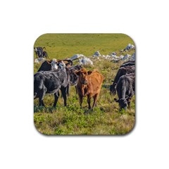 Cows At Countryside, Maldonado Department, Uruguay Rubber Coaster (square)  by dflcprints