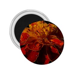 Marigold On Black 2 25  Magnets by MichaelMoriartyPhotography