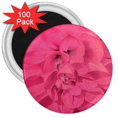 Beauty Pink Rose Detail Photo 3  Magnets (100 Pack) by dflcprintsclothing