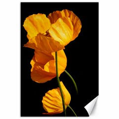 Yellow Poppies Canvas 12  X 18 