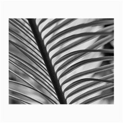 Cycas Leaf The Shadows Small Glasses Cloth by DimitriosArt