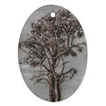Big Tree Photo Illustration Ornament (Oval)