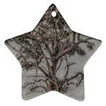 Big Tree Photo Illustration Star Ornament (Two Sides)