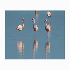 Flamingo Birds Plumage Sea Water Animal Exotic Small Glasses Cloth (2 Sides) by artworkshop