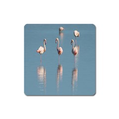 Flamingo Birds Plumage Sea Water Animal Exotic Square Magnet by artworkshop