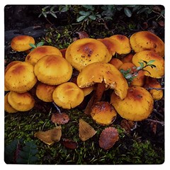 Orange Mushrooms In Patagonia Forest, Ushuaia, Argentina Uv Print Square Tile Coaster  by dflcprintsclothing