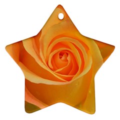 Flower Plant Rose Nature Garden Orange Macro Star Ornament (two Sides)