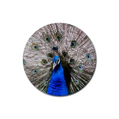 Peacock Bird Animal Feather Nature Colorful Rubber Round Coaster (4 Pack) by Ravend