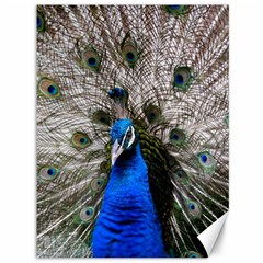 Peacock Bird Animal Feather Nature Colorful Canvas 36  X 48 