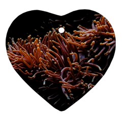 Sea Anemone Coral Underwater Ocean Sea Water Ornament (heart) by Wegoenart