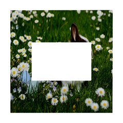 Rabbit White Box Photo Frame 4  X 6  by artworkshop