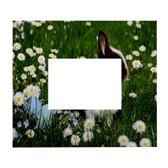 Rabbit White Wall Photo Frame 5  X 7  by artworkshop