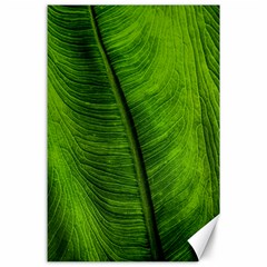 Green-leaf-plant-freshness-color Canvas 24  X 36 