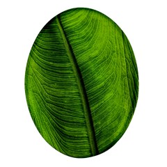 Green-leaf-plant-freshness-color Oval Glass Fridge Magnet (4 Pack)