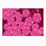 Cherry-blossoms-floral-design Postcard 4 x 6  (Pkg of 10)