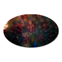 Peacock Feather Bird Oval Magnet