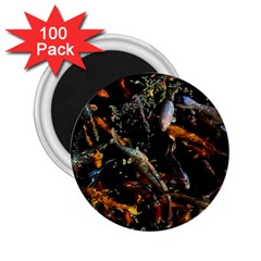 Shoal Of Koi Fish Water Underwater 2 25  Magnets (100 Pack) 