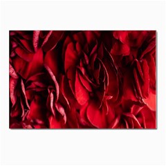 Followers,maroon,rose,roses Postcard 4 x 6  (pkg Of 10) by nateshop