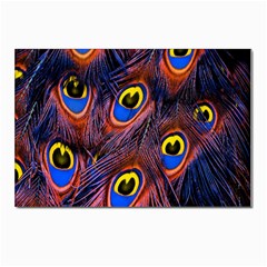 Peacock-feathers,blue,yellow Postcards 5  X 7  (pkg Of 10) by nateshop