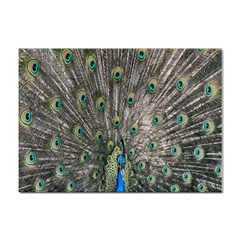 Peacock-feathers1 Sticker A4 (10 Pack) by nateshop