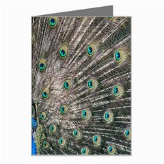 Peacock-feathers1 Greeting Card by nateshop