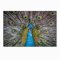Peacock-feathers2 Postcard 4 x 6  (pkg Of 10) by nateshop