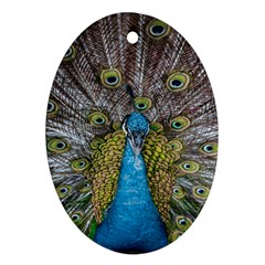 Peacock-feathers2 Oval Ornament (two Sides) by nateshop