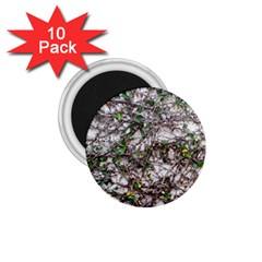 Climbing Plant At Outdoor Wall 1 75  Magnets (10 Pack)  by dflcprintsclothing