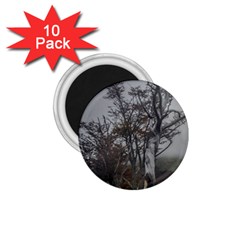 Nature s Resilience: Tierra Del Fuego Forest, Argentina 1 75  Magnets (10 Pack)  by dflcprintsclothing