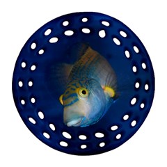 Fish Blue Animal Water Nature Round Filigree Ornament (two Sides) by Amaryn4rt