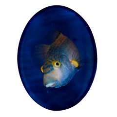 Fish Blue Animal Water Nature Oval Glass Fridge Magnet (4 Pack) by Amaryn4rt