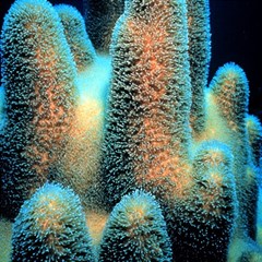 Photo Coral Great Scleractinia Play Mat (rectangle) by Pakjumat