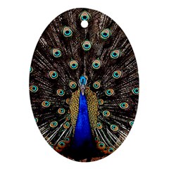 Peacock Oval Ornament (two Sides) by Ket1n9
