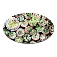 Cactus Nature Plant Desert Oval Magnet