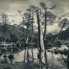 Dry Forest Landscape, Tierra Del Fuego, Argentina Play Mat (rectangle) by dflcprintsclothing