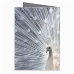 White Feathers, Animal, Bird, Feather, Peacock Greeting Card Right