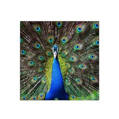 Peacock Bird Feathers Pheasant Nature Animal Texture Pattern Satin Bandana Scarf 22  X 22 